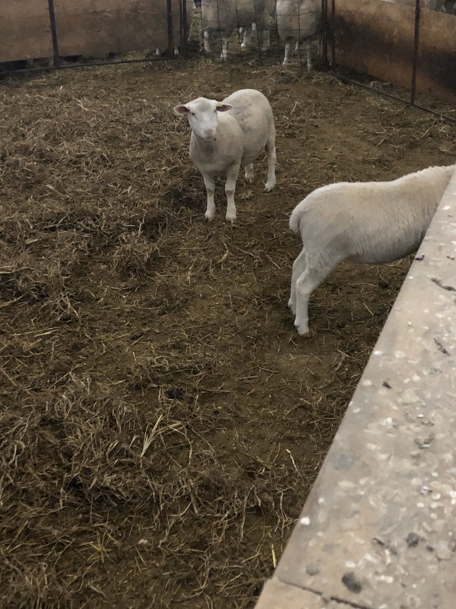 Dan Barfett tweet media