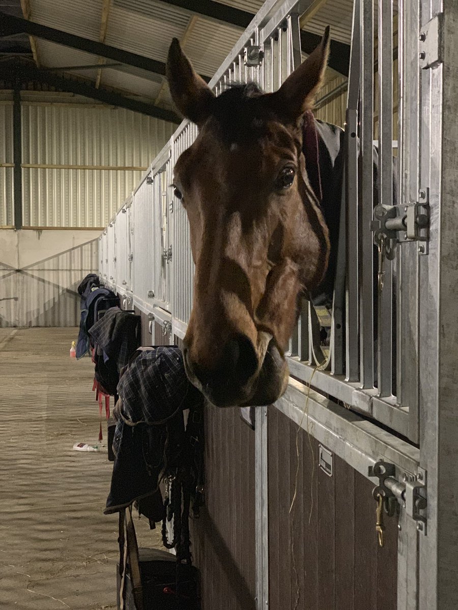 ThoroughbrdTale's tweet photo. At 5:45pm we feed the whole yard. Everyone in this barn is eating their hay but Dave here is looking forward to the next bit! #nearlydinnertime https://t.co/EYDcuky0ZJ