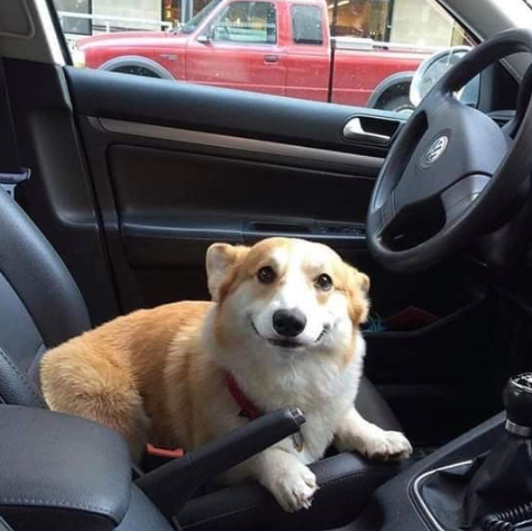 DogSolutions's tweet photo. You will not pet? A shame when brake sudden release . . . https://t.co/sjBL4mi4sx