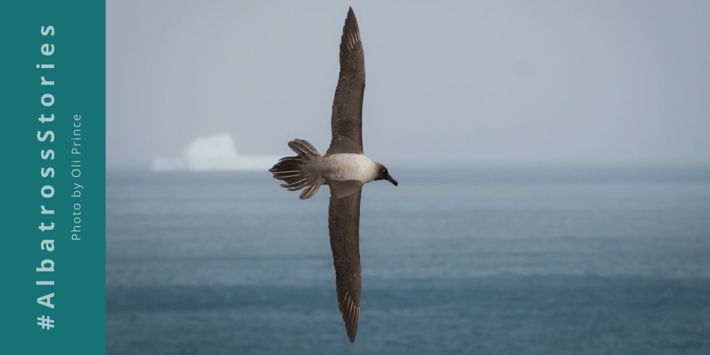 AlbyTaskForce's tweet photo. We’re soaring towards #Christmas like… ⏩ Can you believe how quickly the year has gone? With Greta looking like a true fledgling now and a new generation scattered around the island growing inside new eggs, we can’t believe it’s a year since #AlbatrossStories began 😲 https://t.co/acie3TDQy6