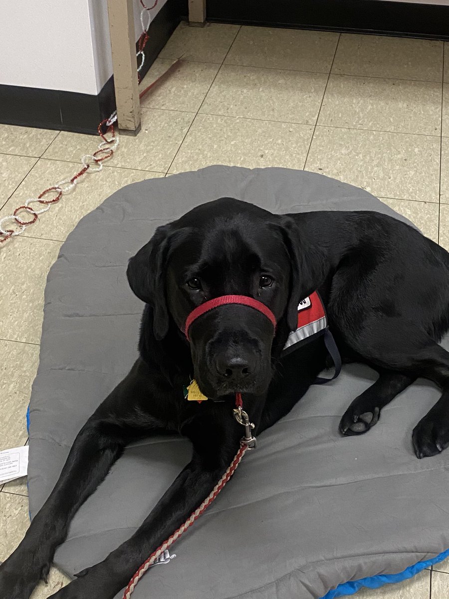 WHSCTEprograms's tweet image. Cappie says come to the Whs hawks nest to get your Whs gear for a holiday gift  for someone 🎄🎅🏻