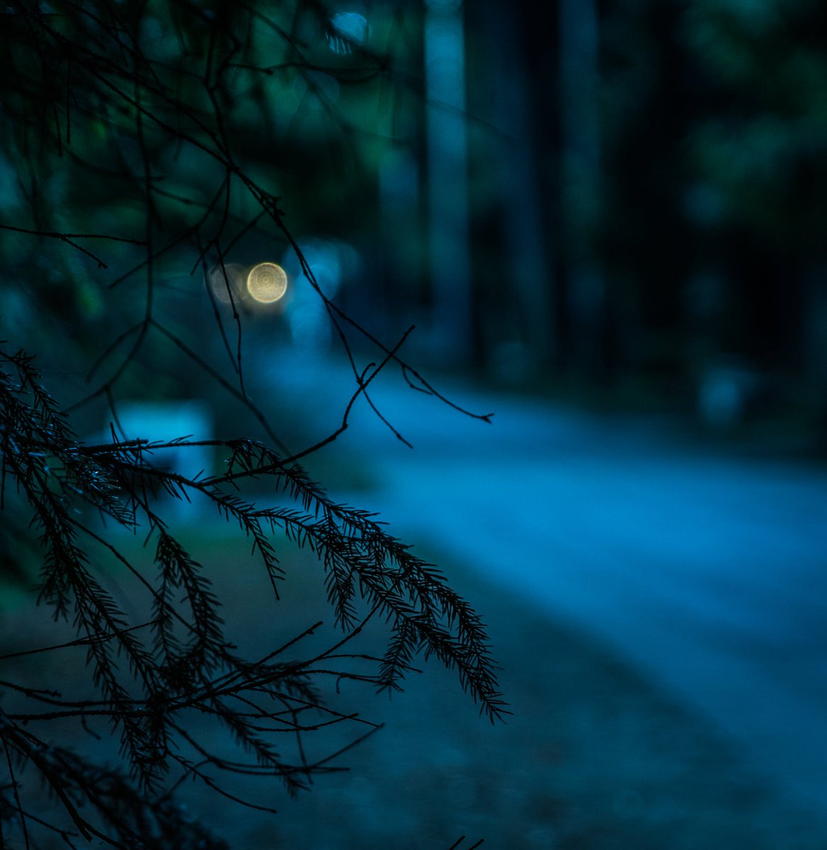 Cryptozoology_'s tweet photo. Family Claims White ‘Bigfoot’ in Missouri - https://t.co/TWlmBw2yHN #bigfoot #sasquatch #strangenews #sighting https://t.co/YOd9L5RAtW
