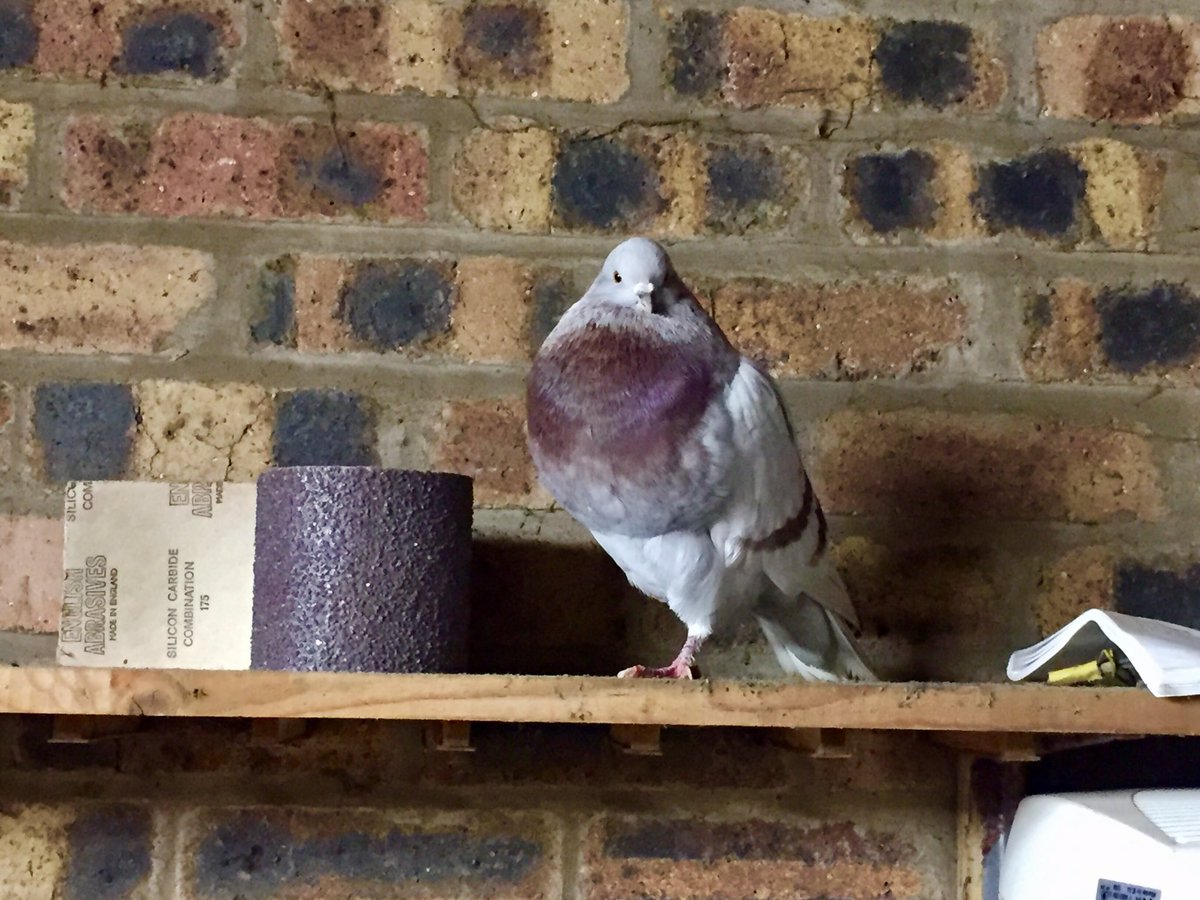 Browna27's tweet photo. So Mat the pigeon has a sore leg I can see and is pooping all over my garage.
#getMathome #Pigeon #bird #Edinburgh #Scotland #missingpigeon #lostbird #lost #missing https://t.co/hkvAj2U1SK