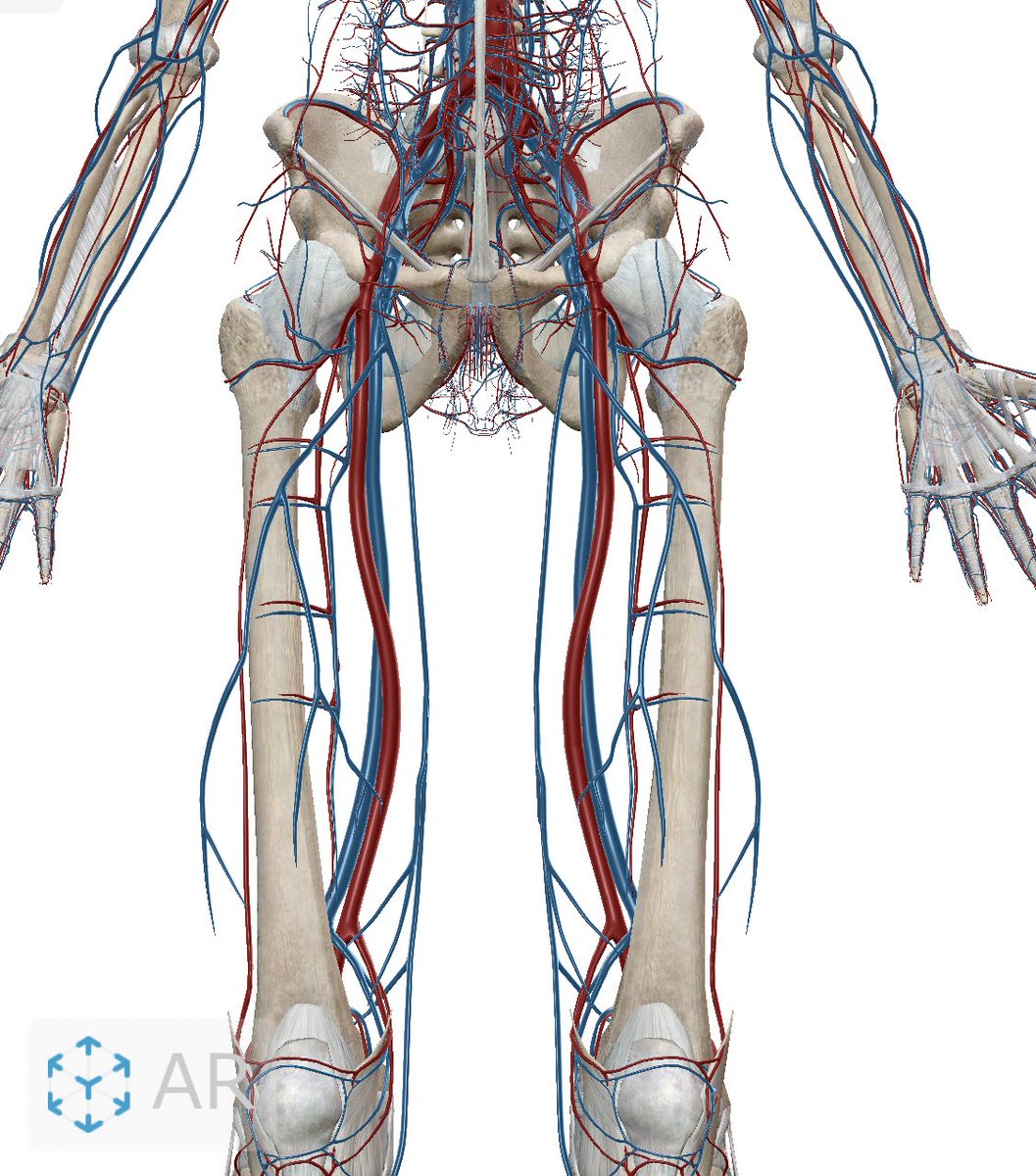 エイト ドラマやアニメなどで 足を撃たれたくらいで死ぬ と思った事があるそこのあなた 足にはこの様に太い血管があります なので この血管が傷付いてしまうと 大量出血します 止血が少しでも遅れると 普通に死んでしまいます