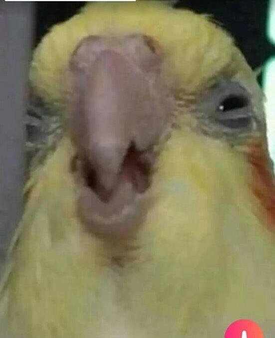 PadocaZe's tweet photo. MANO EU VO CHORA SÉRIO, TIREI 9,5 NA PROVA 

EU NÃO AGUENTO ISSO, COMO??? MDS EU ME ODEIO POR ESSA NOTA HORRÍVEL🤕😭😭😒 https://t.co/uFYIDwBIru