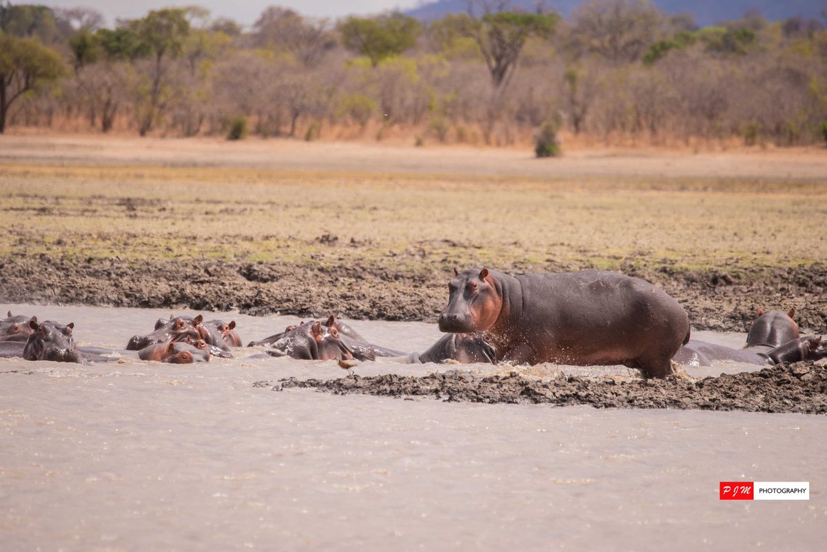 Travel Malawi Guide tweet media