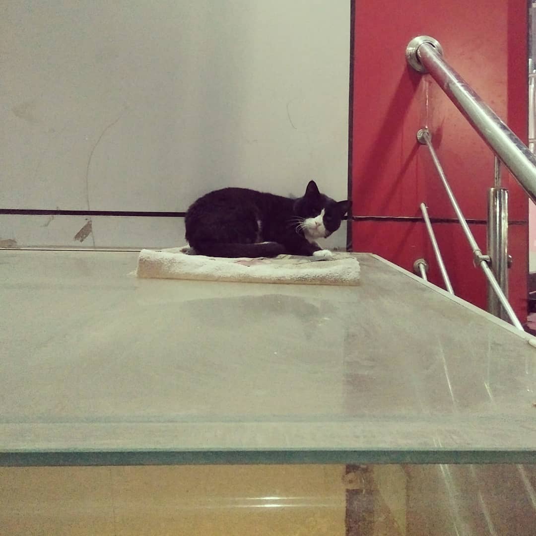 LeJINdary_Mari's tweet photo. Our city's famous feline citizen (1/2)

Respectable citizen, a cat, that spends whole day sitting outside a meat shop(netto) getting generous pats on head by people passing by. I call it one of the landmarks of Sialkot.

#cat #famouscats #sialkot #Pakistan #catsofpakistan #netto https://t.co/W8OT0PQrNW