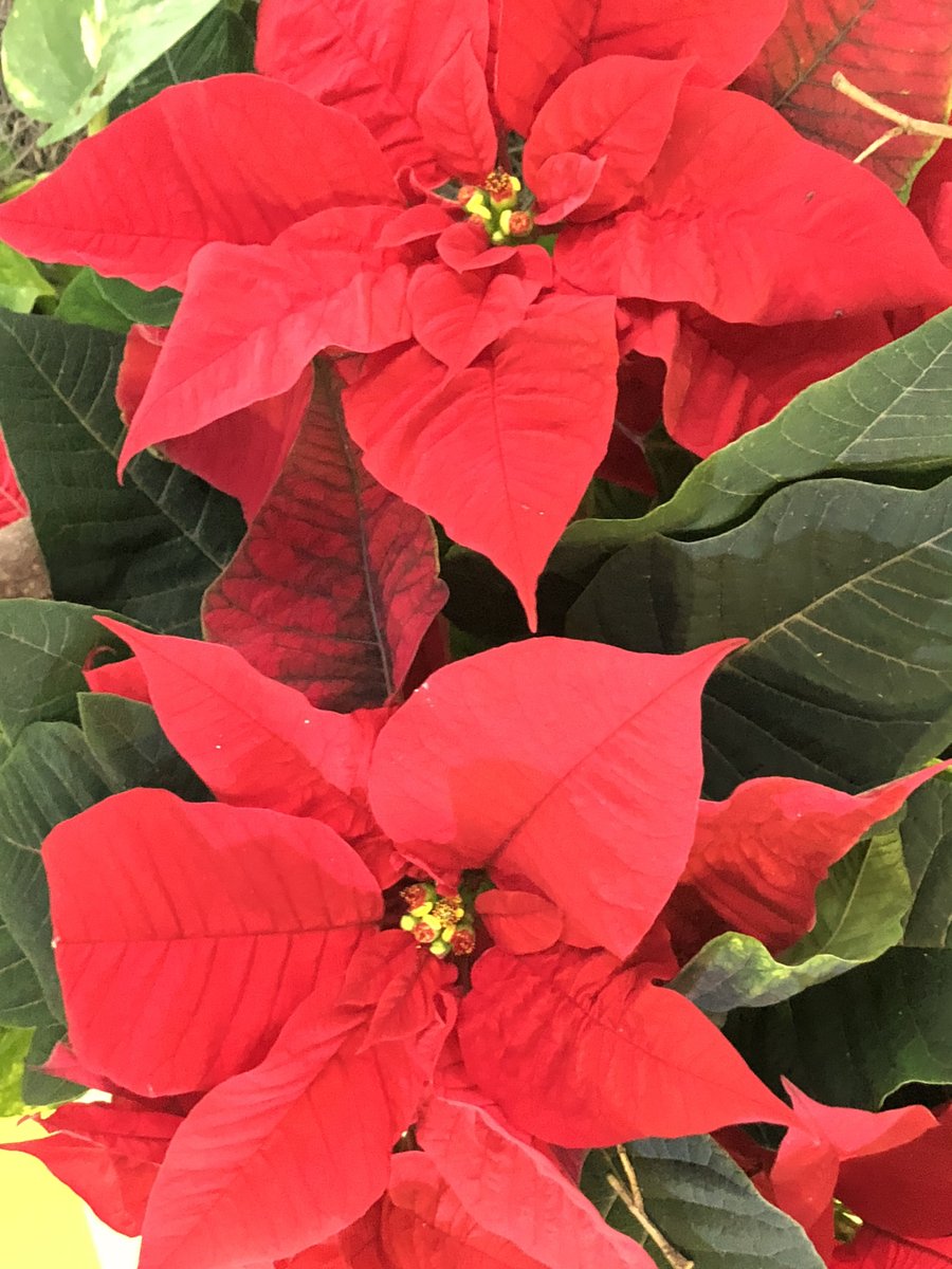 feldstej's tweet photo. #ASH19 #ASHsm #AShflowers #happyholidays https://t.co/PLpj8Ni8mq