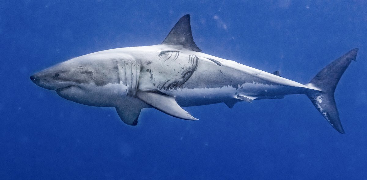 divecompare's tweet photo. Read all about Great White Sharks. One of the greatest apex predators on our planet!

🦈 https://t.co/XZHAYjtaSU 🦈

#greatwhiteshark #sharks #divecompare https://t.co/3ENiY8bWud