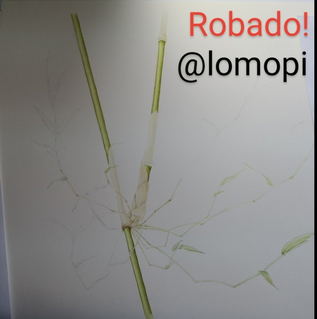 lorenamolinapim's tweet photo. Amigos, por favor ayúdenme a difundir, ésta ilustración fue robada el día 1 de diciembre en @LATAM_CHI Vuelo LA68, desde Castro (MHC) a Santiago (scl) , estaba en el asiento 18L. Tamaño medio pliego. Estaba en una carpeta blanca de cartón pluma. Acuarela de Chusquea quila. https://t.co/fMxG0mbWtV