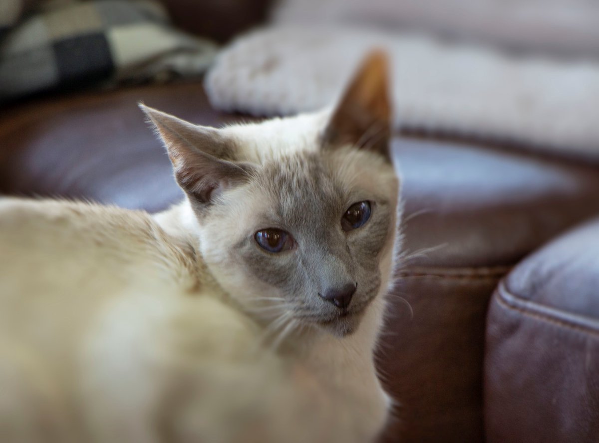 Diablo_Siamese's tweet photo. #BabysGotBlueEyes #TiltandBlurPhotography #Canon #GoodCameraIsOut @jolenehunter #CatsOfTwitter #catsofinstagram https://t.co/IZcqIqM3yi