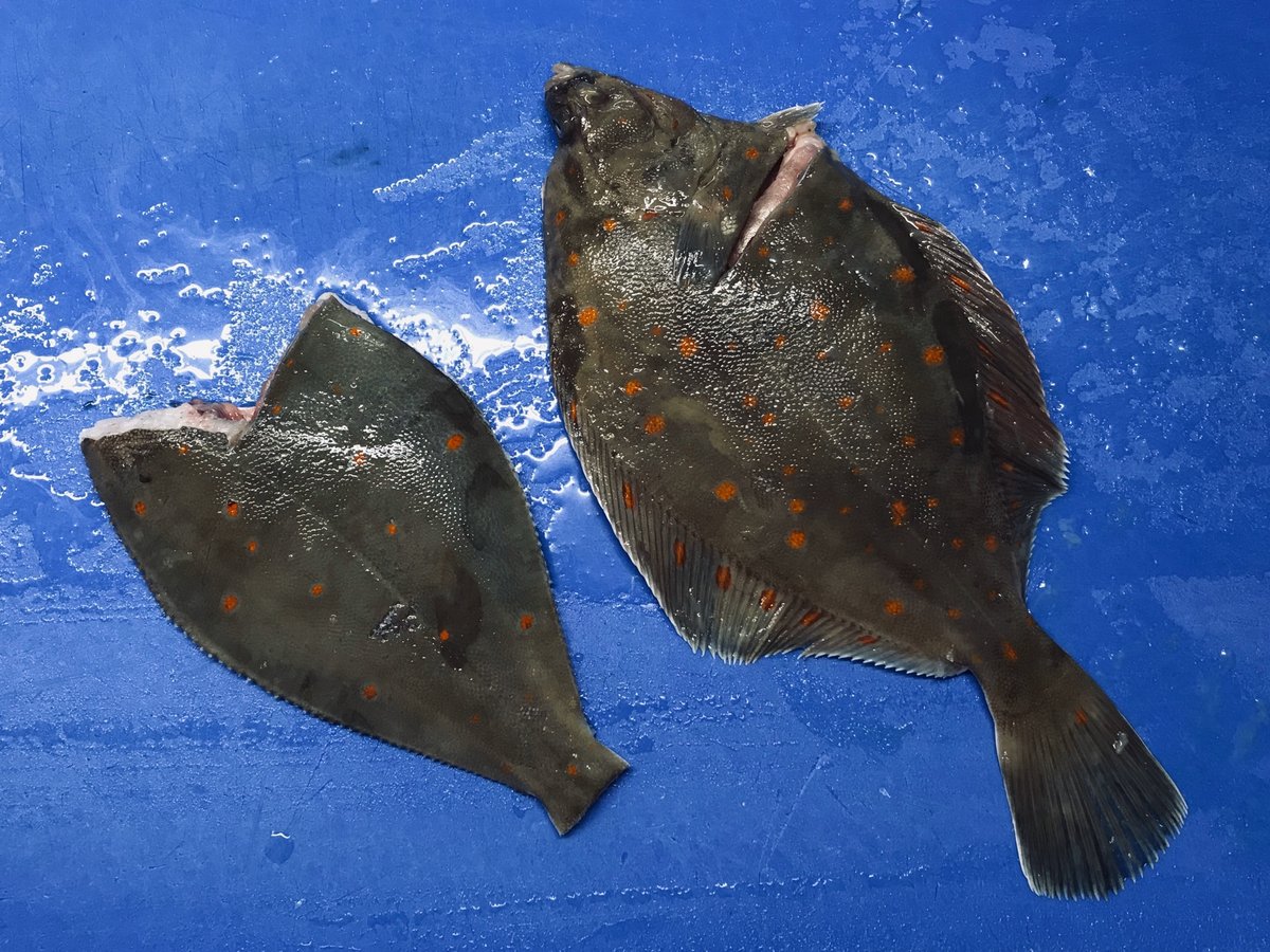 sjfisheries's tweet photo. Wonderful Local Plaice available tonight. Pictured above is a 500-650g fish and a fully trimmed fish of the same grade #plaice #prepexplained #fulltrim #flatfish #flatfishprep #cheflife #knowledge #seafood #freshfish #wetfish #devon #cornwall https://t.co/S958aNe7iQ
