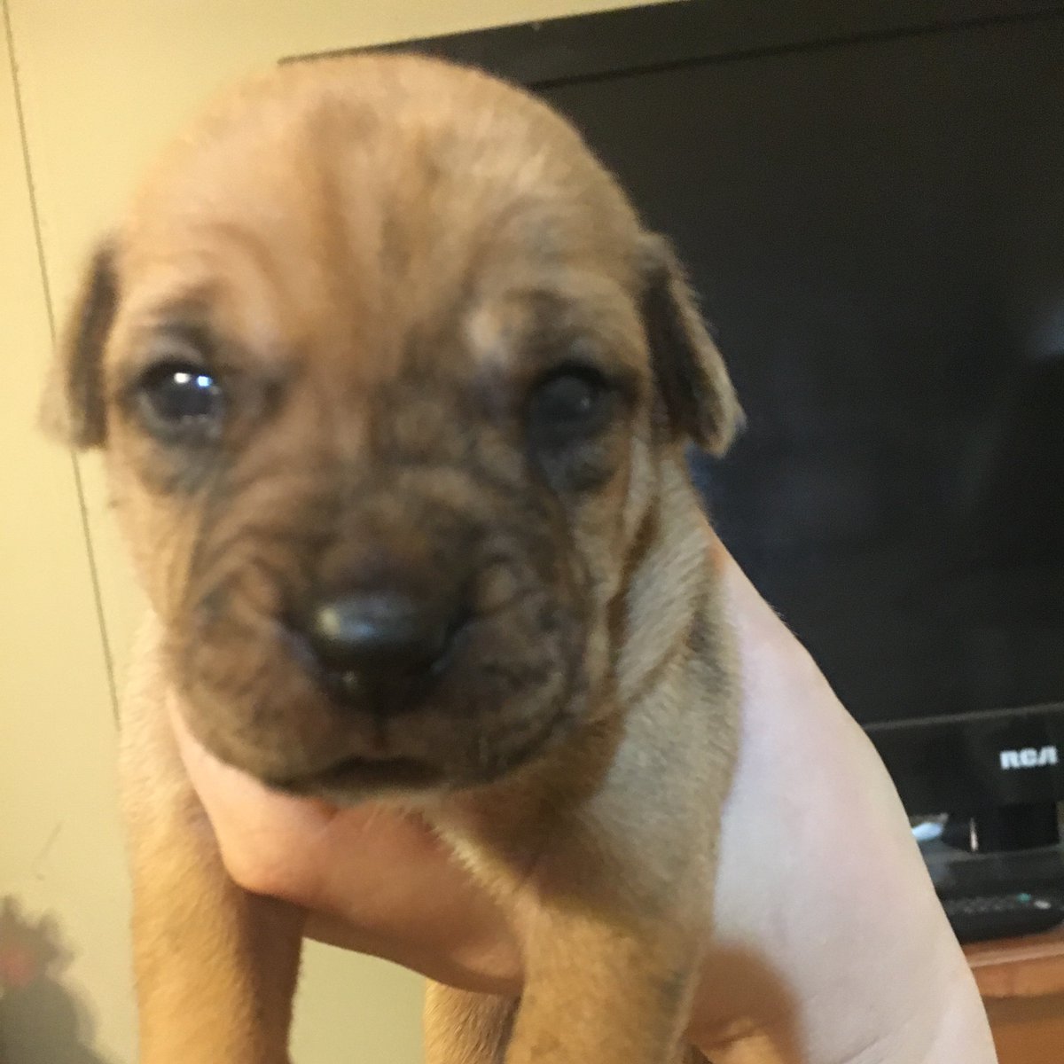 kat_pai's tweet image. Hello, my eyes are open now! #puppy #2weeksold #americanbully #pitbull