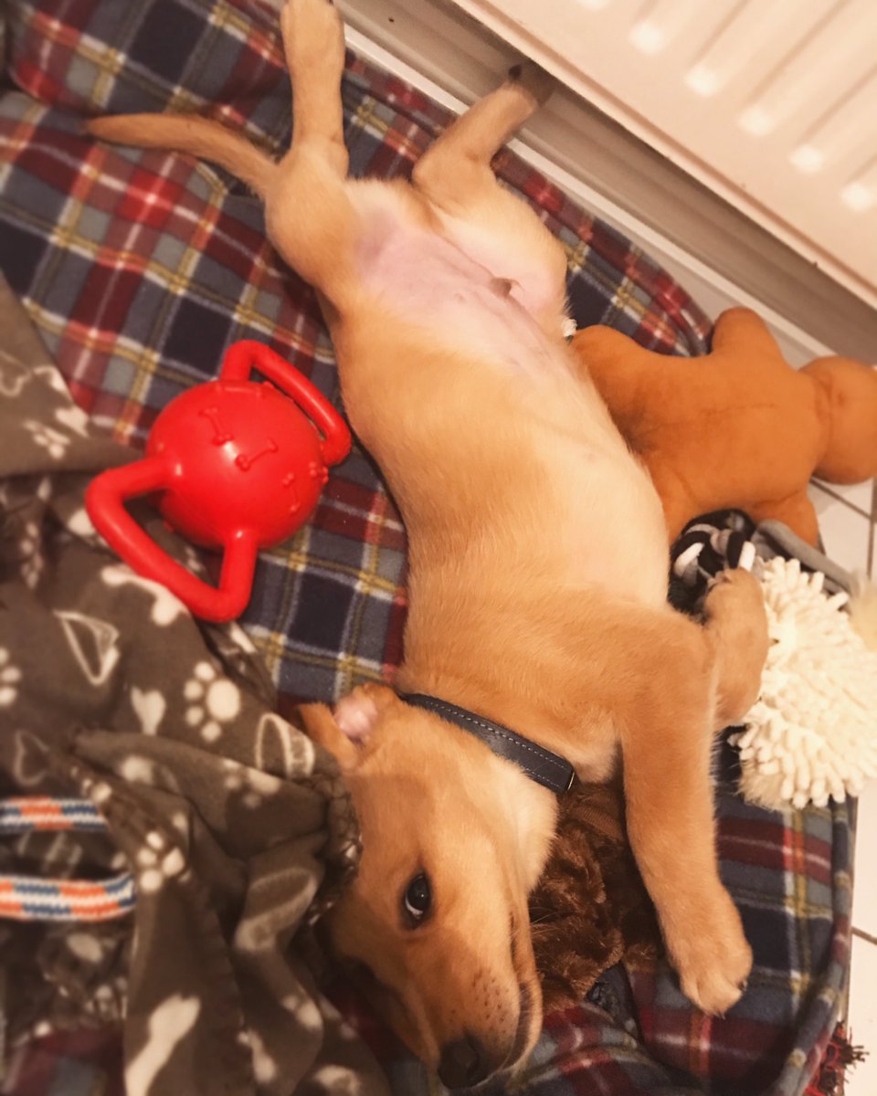 Strike a pose #puppy