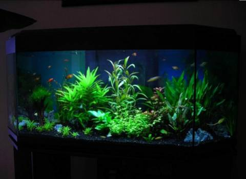 AquaSc4's tweet photo. Jeu concours !!Tentez de gagner ce magnifique aquarium d'une valeur de 1500 euros 
Pour cela, RT + like ce tweets et follow nous 
Tirage au sort le 15/12/19 https://t.co/IWeo3esJ3r