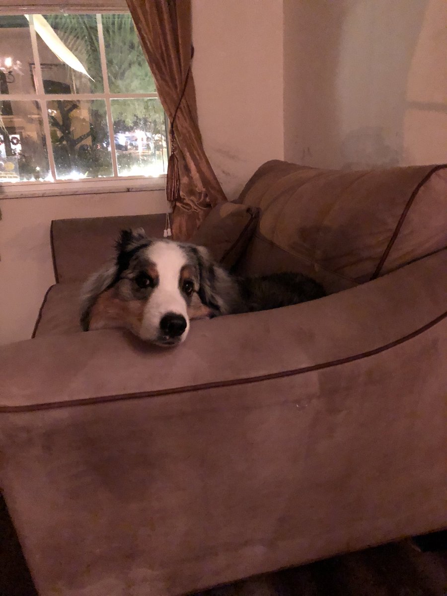 pattontheaussie's tweet photo. This is a tough life, lemme tell ya https://t.co/HWmmUUBfmC