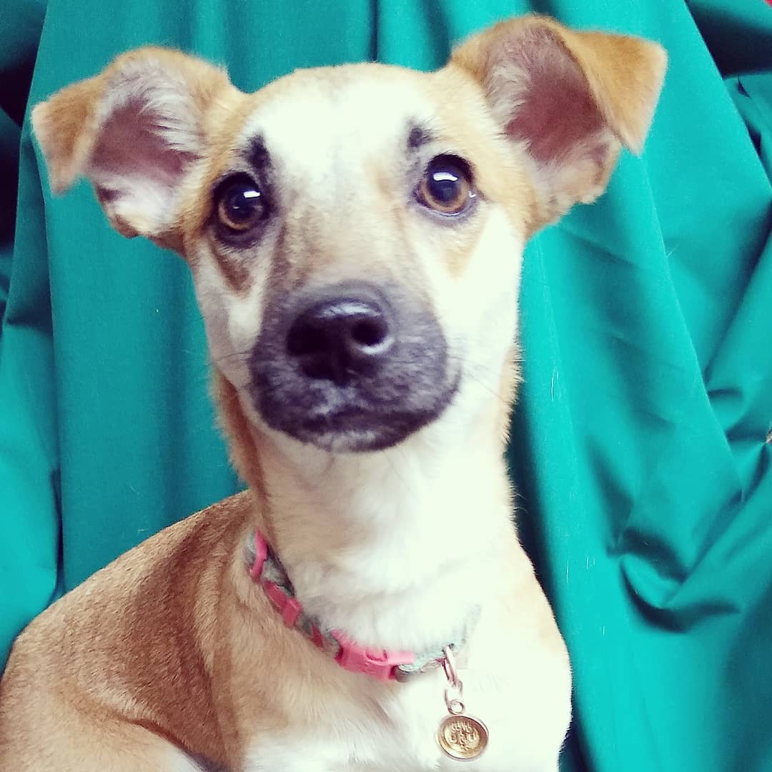 🚨PLEASE SHARE TO REUNITE WITH OWNER🚨 
This little girl was found this evening walking around near Coleman A. Young International Airport in #Detroit

#lostdog #founddog #rescuedogsofinstagram #voiceofthevoiceless #rescued