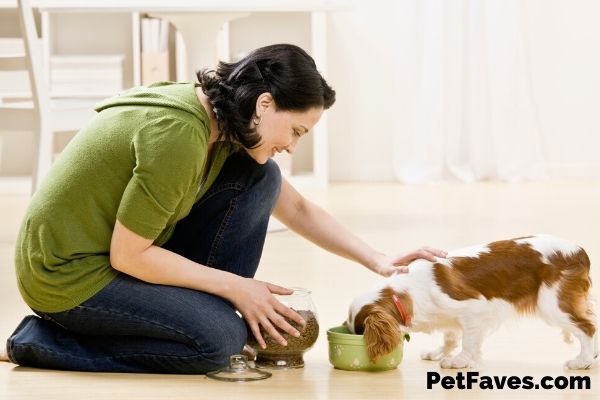 PetFaves's tweet photo. Gift Ideas for Pet Sitters https://t.co/gWAnUN1xxh https://t.co/8mZvAJ9SLh