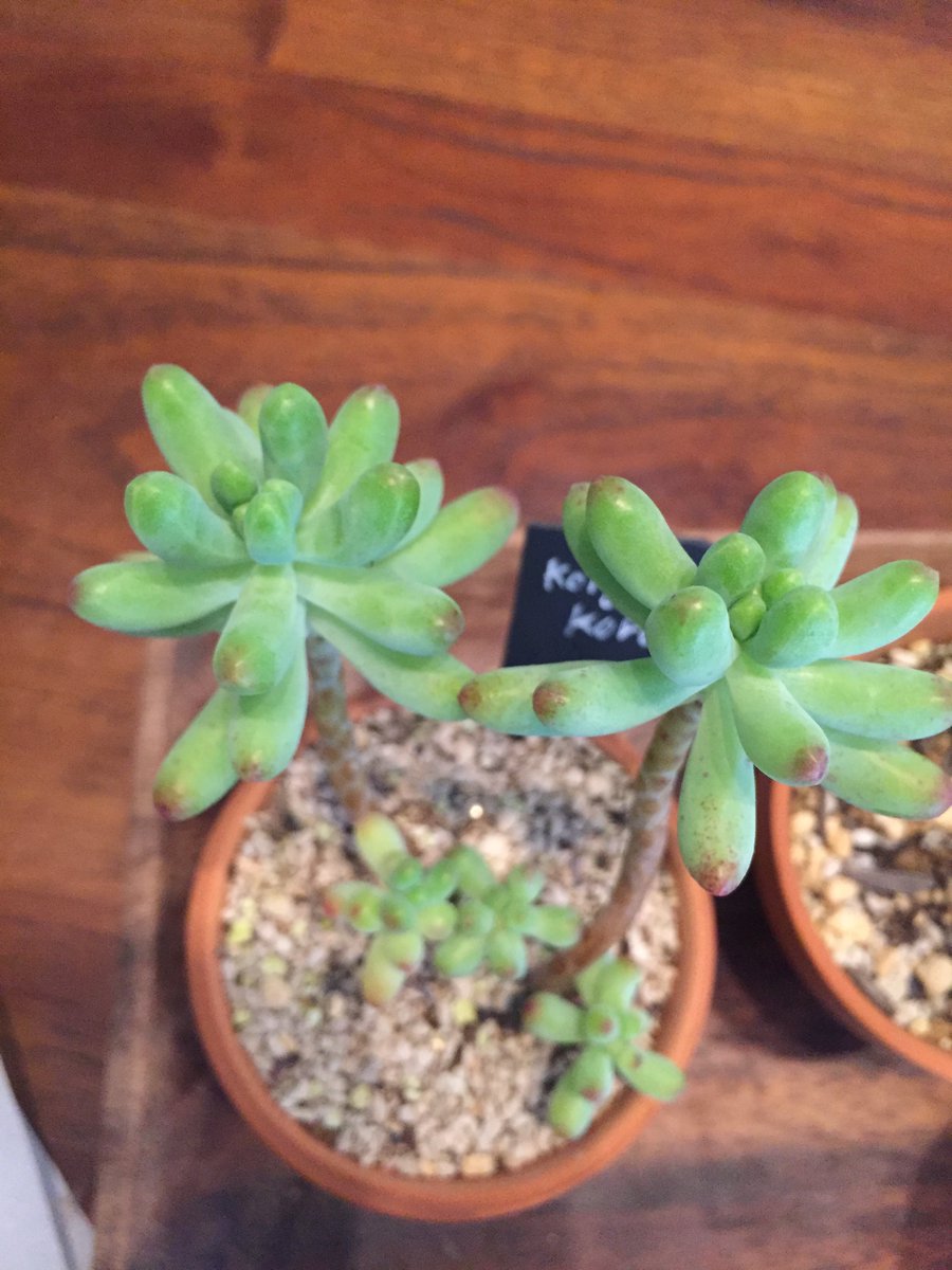 たにく 108 多肉植物 恋心