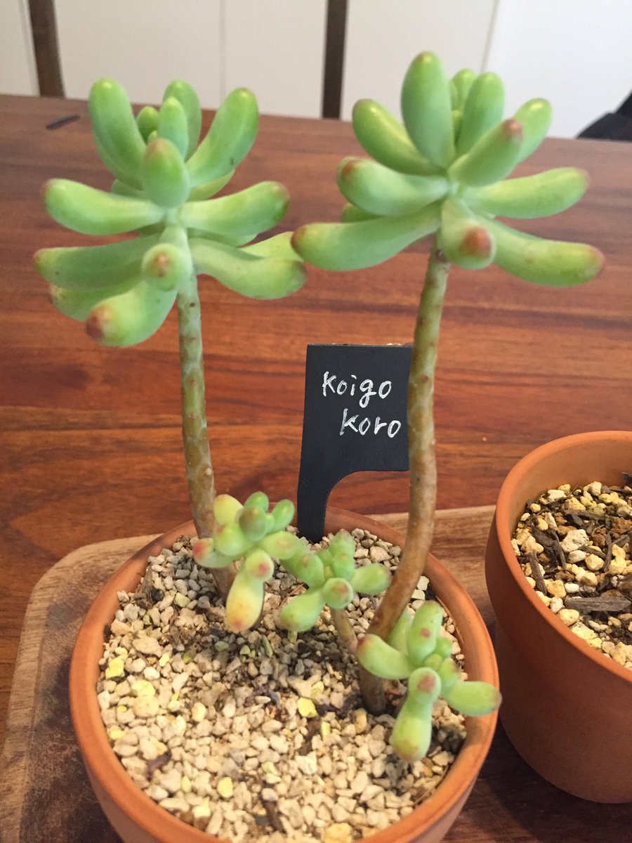 たにく 108 多肉植物 恋心