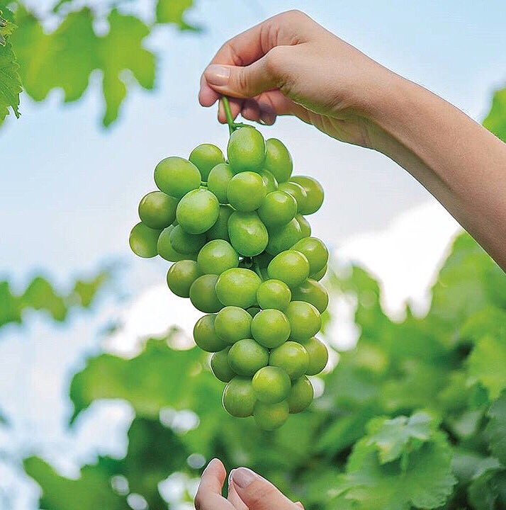 Molina_Group's tweet photo. May your Monday be as beautiful as these #GreenGrapes 🍇💚
.
.
#MolinaQuality #MolinaGroup #MolinaGrapes #Grapes #MondayMood  #FreshFarms @nativesmx https://t.co/Uqtv7NSgEs