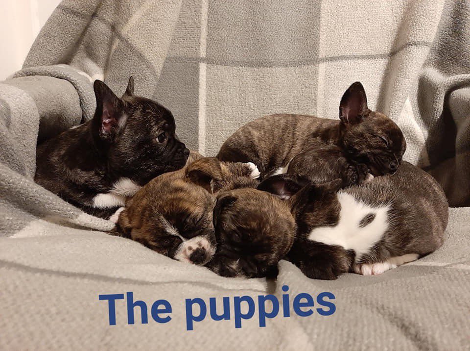 FLOOF_uk's tweet photo. ๐FLOOF PUPPIES ADOPTION ๐
FLOOF Ethels Pups are now up for adoption! The beautiful pups are chi x frenchie cross! Please see our Facebook page for more details ๐ฅฐ
#frenchiecross #crossbreed #puppies #AdoptDontShop #frenchbulldog #charity https://t.co/i2af9dk86O