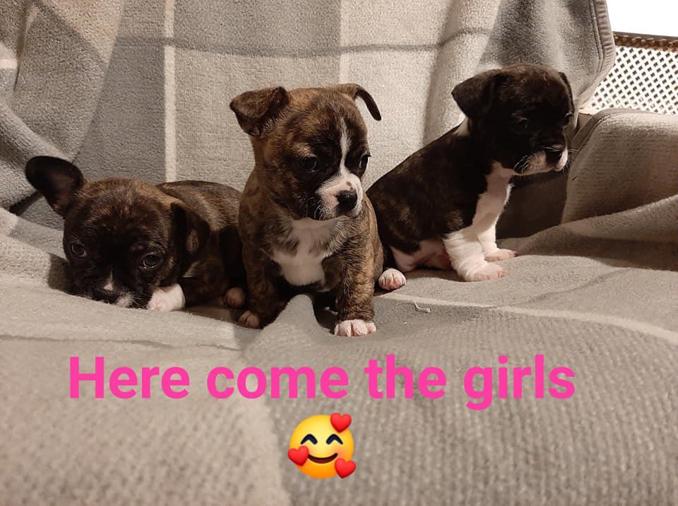 FLOOF_uk's tweet photo. ๐FLOOF PUPPIES ADOPTION ๐
FLOOF Ethels Pups are now up for adoption! The beautiful pups are chi x frenchie cross! Please see our Facebook page for more details ๐ฅฐ
#frenchiecross #crossbreed #puppies #AdoptDontShop #frenchbulldog #charity https://t.co/i2af9dk86O