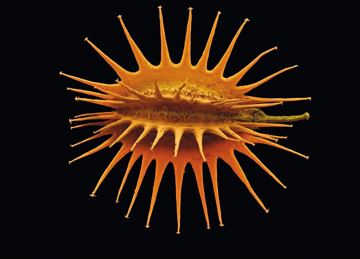 proussakis's tweet image. Coloured #Micrographs Magnify #Pollen Seeds, Plant Cells, and Leaf Structures in Photographs by Rob Kesseler  ow.ly/tOgb30pZUbg