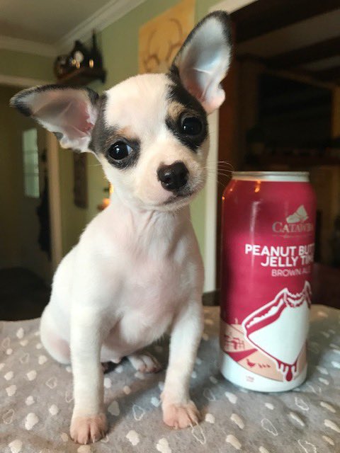 CatawbaBeer's tweet photo. This little guy is ready for March 2020. Are you?
.
#catawbabrewing #peanutbutterjellytime #pbjale #pbjbeer #beerisgood #avldrinks #cltdrinks #morgantondrinks #ncbeerpride https://t.co/jnvYTF8vPk
