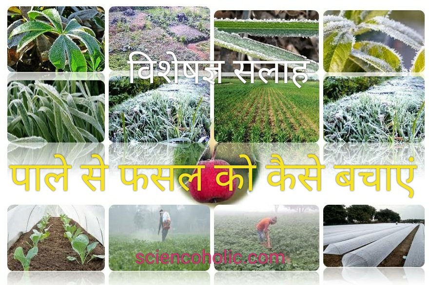 Sci4CommMan's tweet photo. सर्दी का मौसम आते ही #पाले की सम्भावना बढ़ जाती है और उस समय किसान की फसल अच्छी होती है अगर हम समय रहते पाले का बचाव कर ले तो काफी हद तक फसलों को ख़राब होने से बचाया जा सकता है -#जाने_विशेषज्ञ_की_सलाह---

#crops
#high_yield
#farmer
https://t.co/KVrOplGLvR https://t.co/J8JWjqHvOG