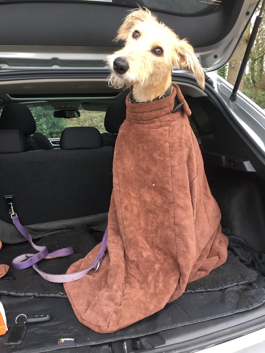 carolbo33455763's tweet photo. #TODACS you need a v muddy mutt in a bag so here is NUGGET (and congrats on your total Tom!) 👏👏 https://t.co/h00Z0DUrIG