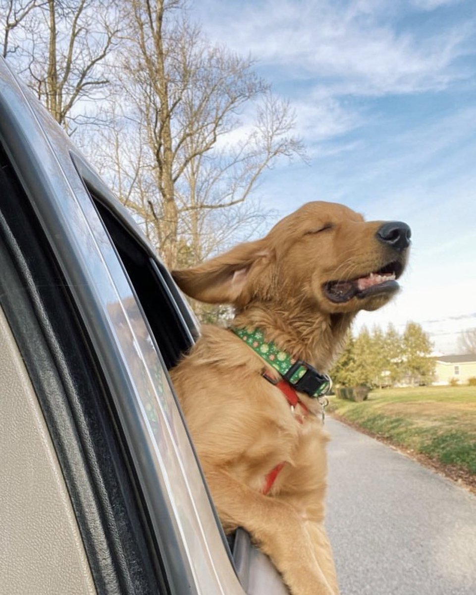 dog_rates's tweet photo. This is Augustus. His favorite song just came on. Wondering if you could turn it pup. 13/10 absolutely my friend https://t.co/grlZVQF1Bb