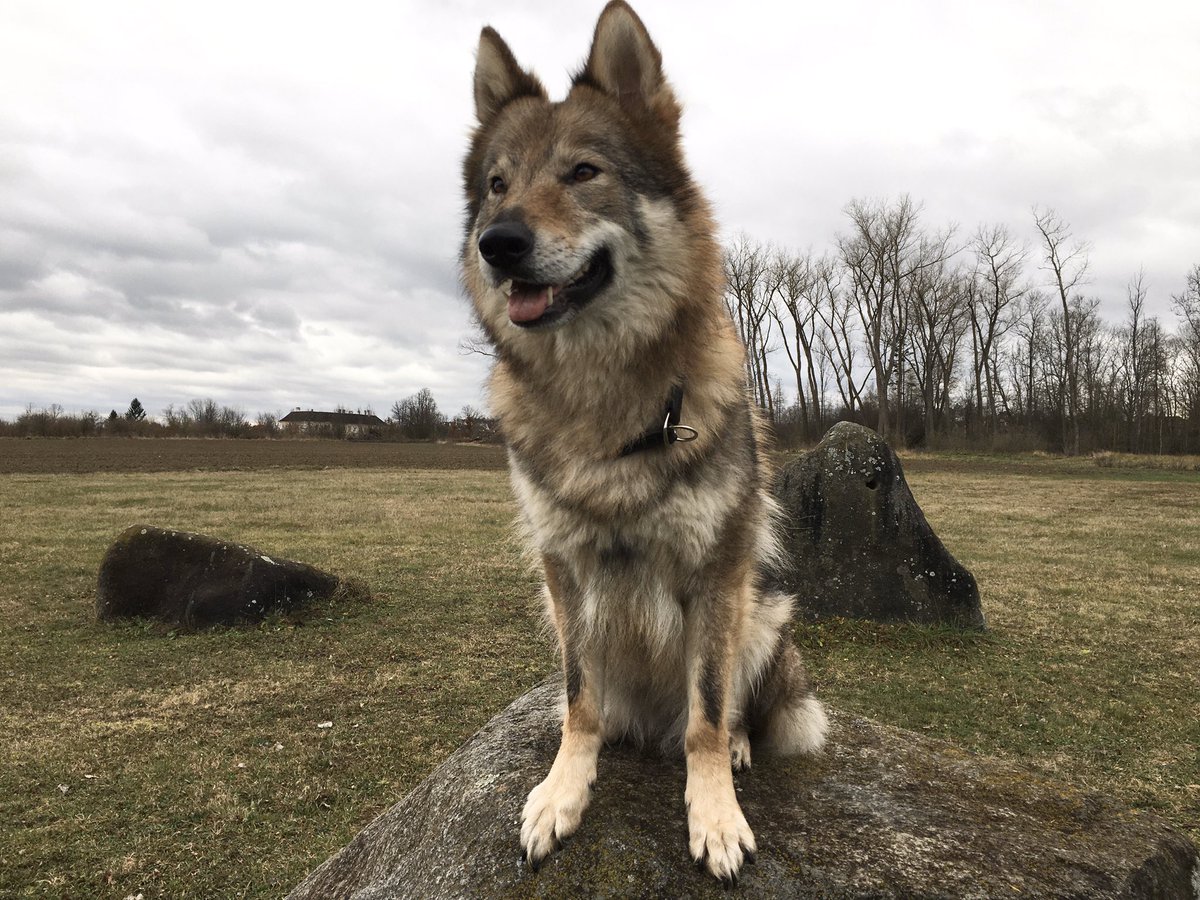 motherofwolvesX's tweet photo. Ruby sees a pretty cool vacation in our future, Iβm sure πΊπ
#rubythewolfdog #wolfdog #czechoslovakianwolfdog #2020 https://t.co/axUv4E4w1d