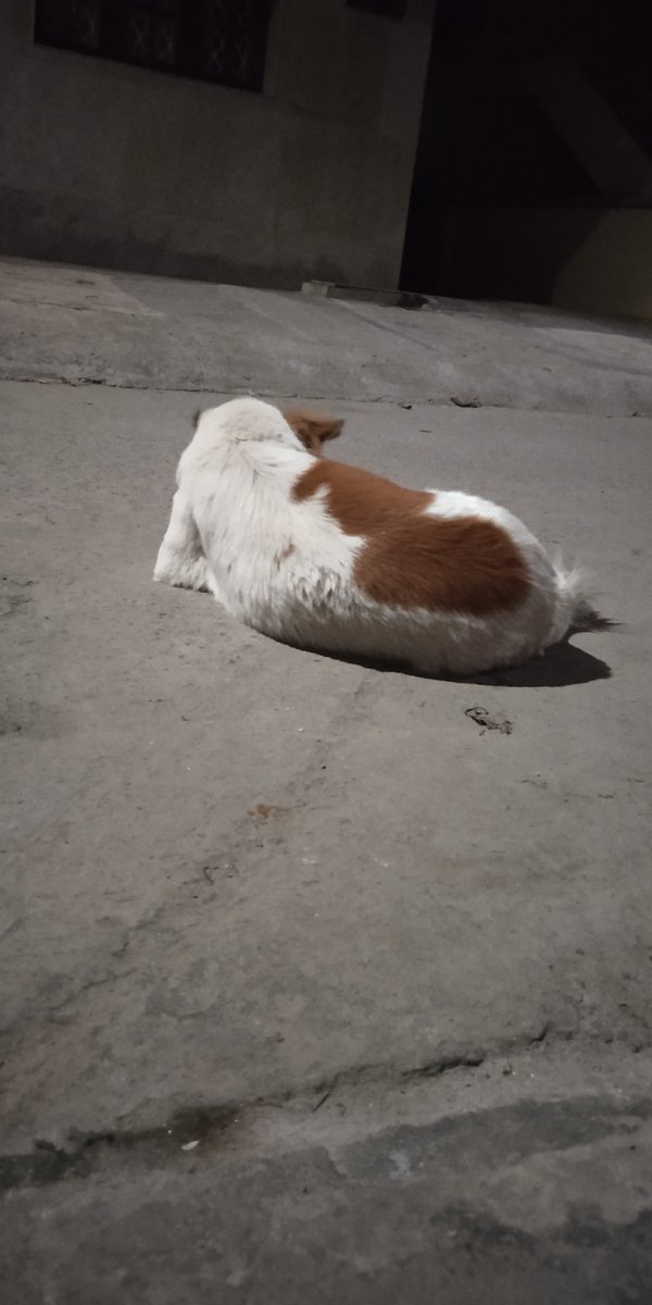 jvgopi's tweet photo. Why shouldn't @Zomato or @swiggy_in  try pet foods? She's pissed off eating regulars. https://t.co/YHHtZi9QF7