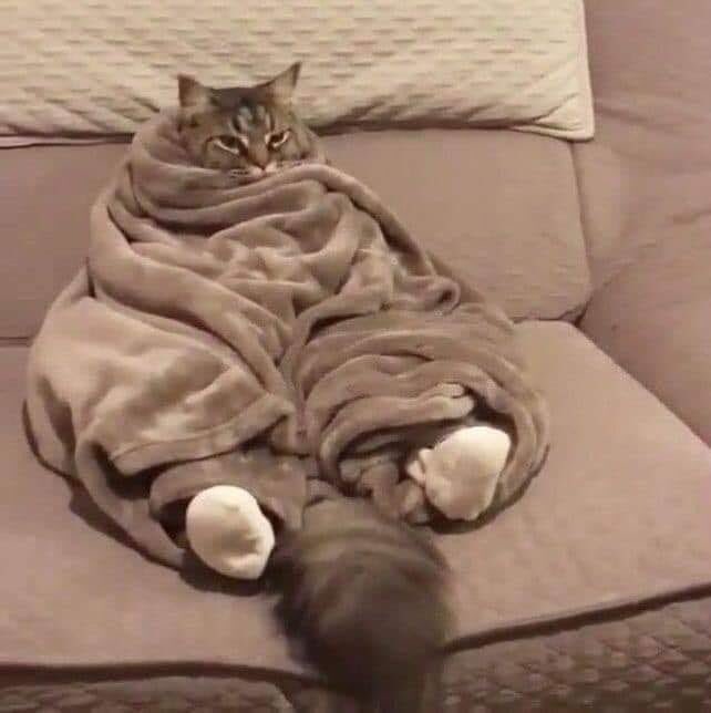 introvertsmemes's tweet photo. “Today I’m gonna be very productive and get things done” 
Also me: https://t.co/70lj2lyWim