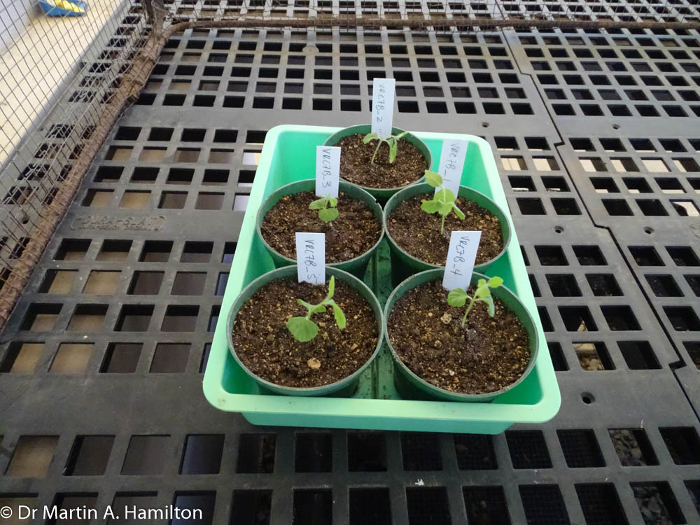 DocMartinKew's tweet photo. Germination trials started Sept for @IUCNRedList threatened Varronia rupicola and V bellonis yielding new ex-situ collections for research and conservation @uprm for @USFWSSoutheast projects I lead for @KewUKOTs in #KewPR https://t.co/FEQ7o6mPIY