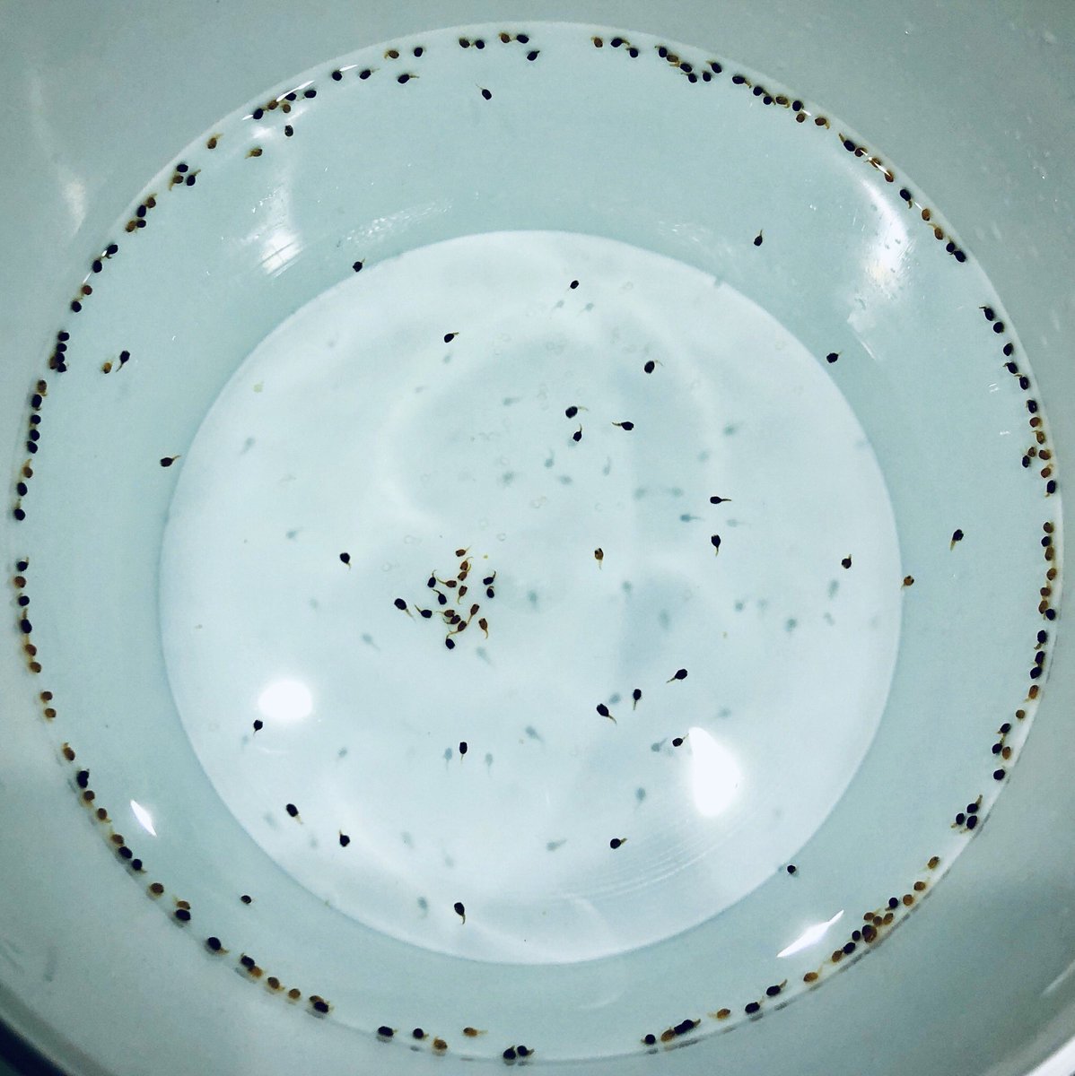 ExposedPw's tweet photo. Wrapping up the last 2019-experiments. After testing five #Producedwaters from NCS, two display high #ecotoxicity to #lumpsucker embryos and larva. #PAH does not seem to be the main #toxicity driver. @SINTEF_Ocean @ExposedPw #FishSci https://t.co/RmGMDeBYZT