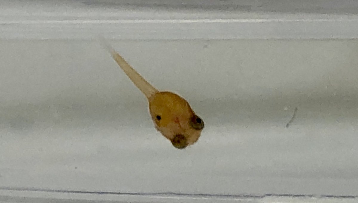 ExposedPw's tweet photo. Wrapping up the last 2019-experiments. After testing five #Producedwaters from NCS, two display high #ecotoxicity to #lumpsucker embryos and larva. #PAH does not seem to be the main #toxicity driver. @SINTEF_Ocean @ExposedPw #FishSci https://t.co/RmGMDeBYZT