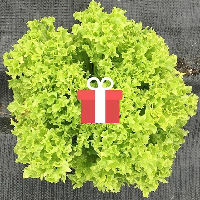 Give the gift of fresh, local food this holiday season. Link in bio! ift.tt/38m15dZ