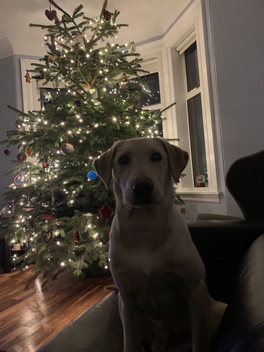 robmurray11's tweet image. Winston approves of the #Christmas Tree this year. He even has his own decorations thanks to Christine &amp;amp; Joc! Massive thanks @DuffTrees &amp;amp; @lousbakestop for not disappointing again! Great day yesterday #WinstonsAdventures🐶 #ChristmasTree #Labrador #Puppy