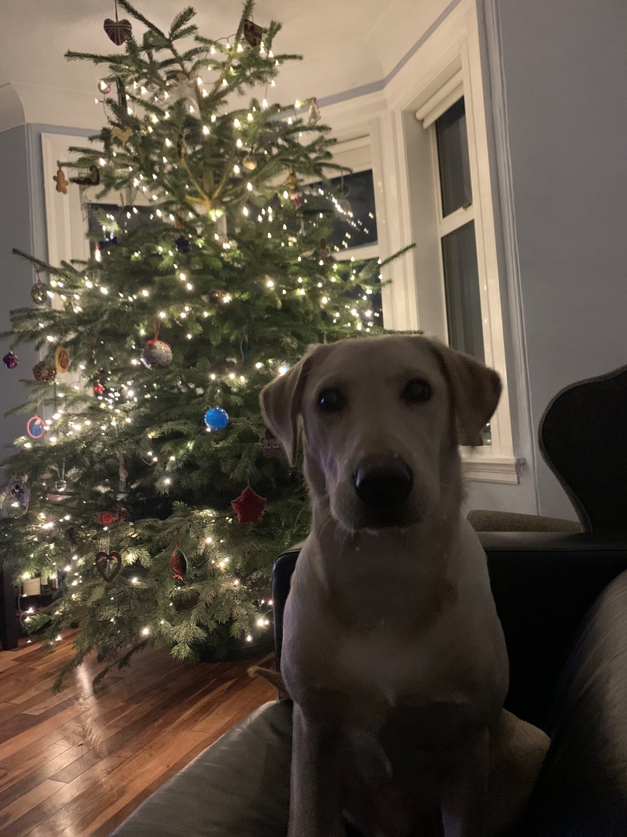 robmurray11's tweet image. Winston approves of the #Christmas Tree this year. He even has his own decorations thanks to Christine &amp;amp; Joc! Massive thanks @DuffTrees &amp;amp; @lousbakestop for not disappointing again! Great day yesterday #WinstonsAdventures🐶 #ChristmasTree #Labrador #Puppy