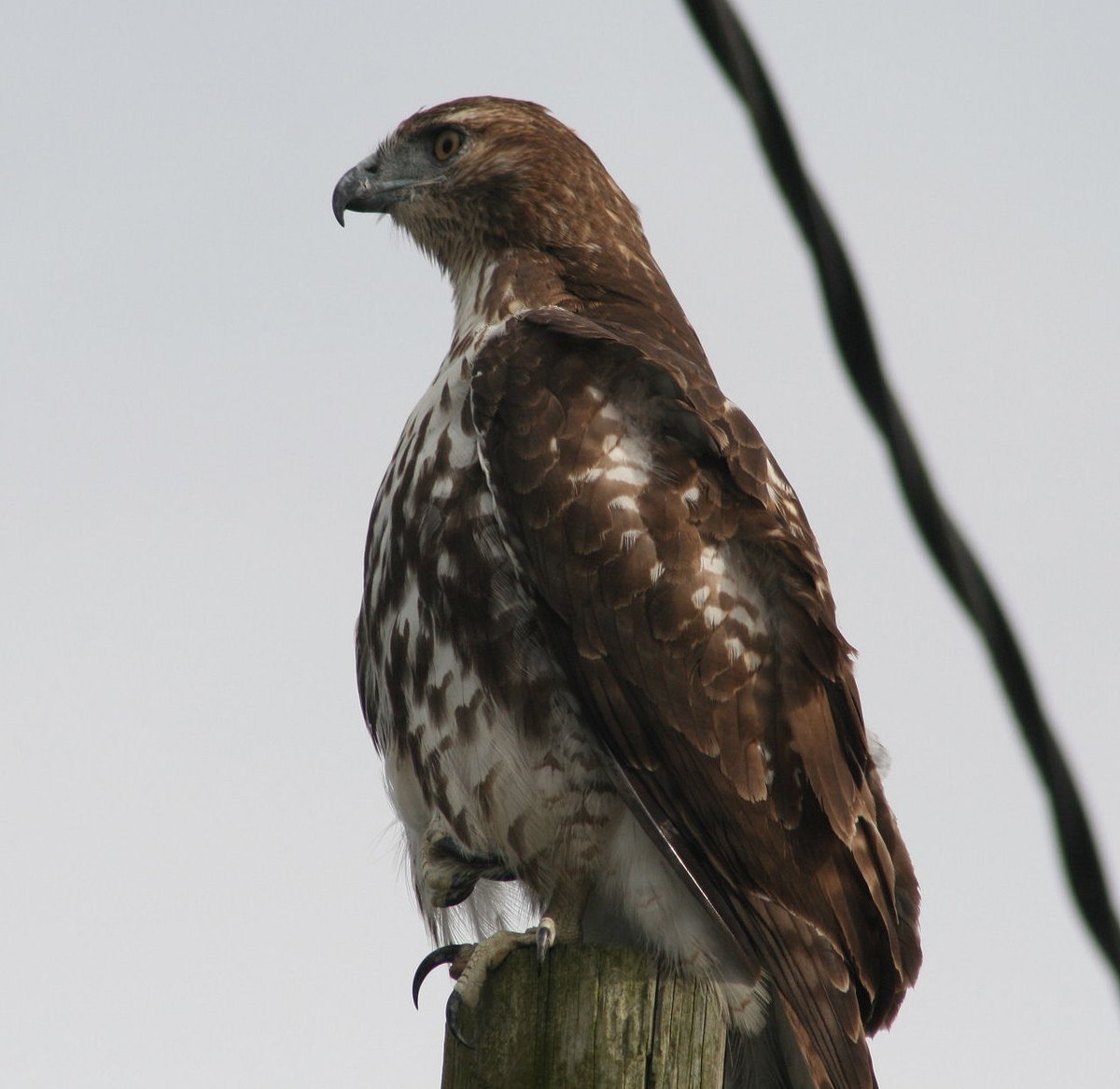 @DeadBodyGuy Chuck Lamb tweet media