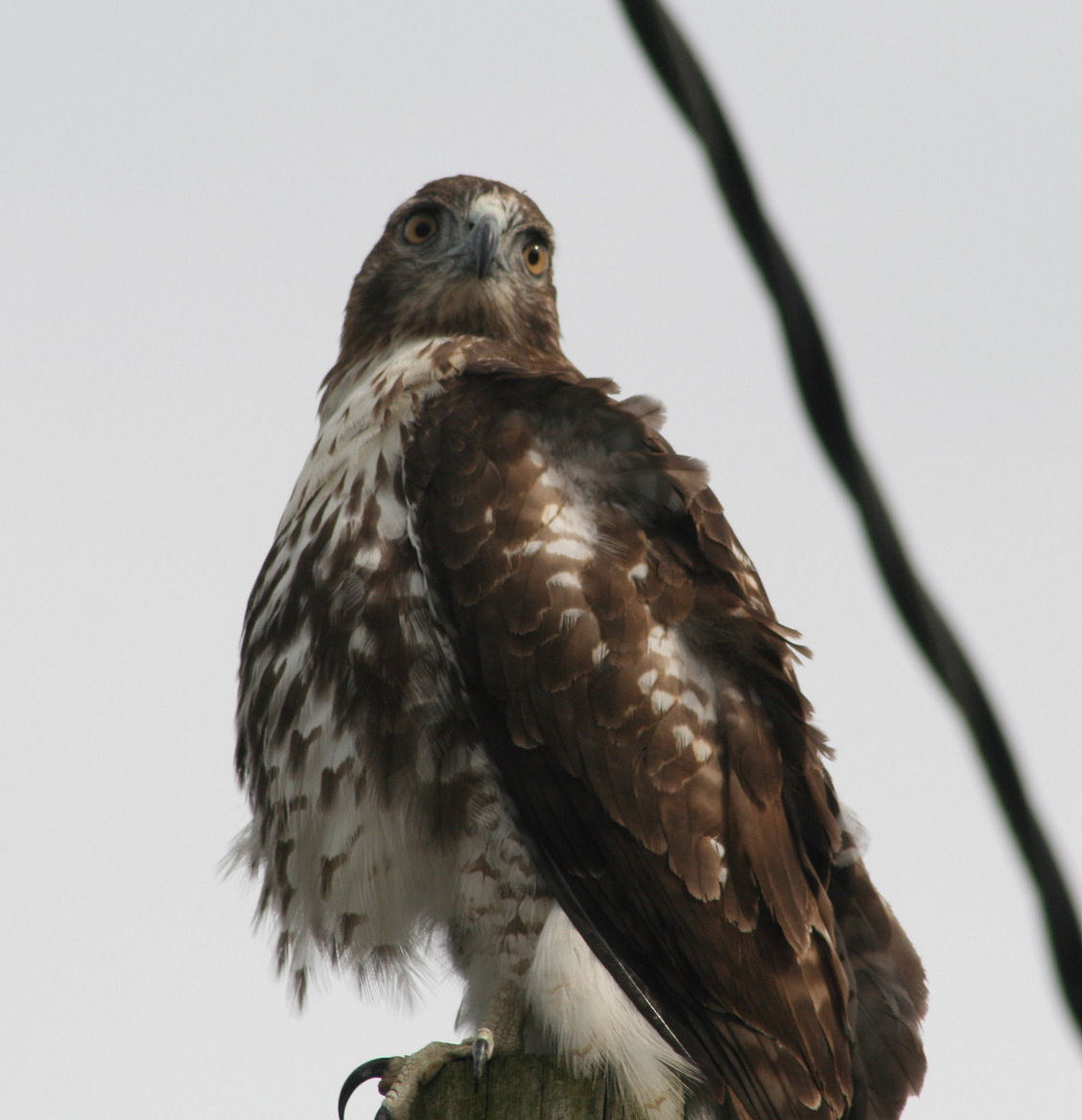 @DeadBodyGuy Chuck Lamb tweet media