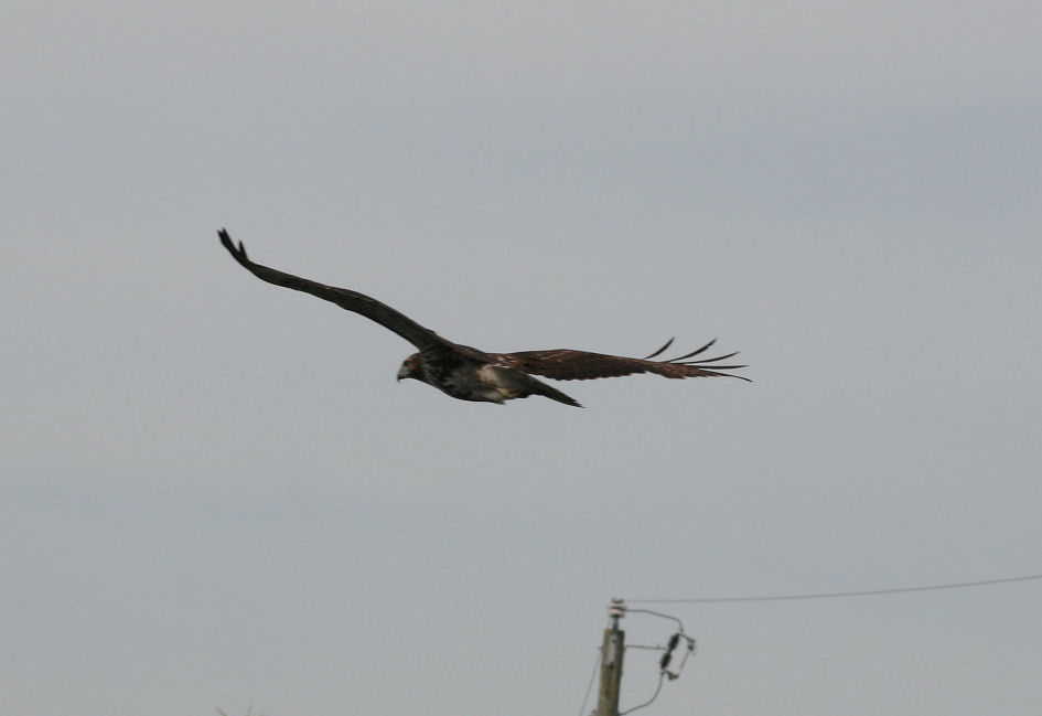 @DeadBodyGuy Chuck Lamb tweet media