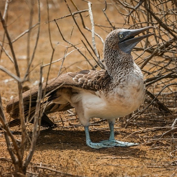 Dan Rice tweet media