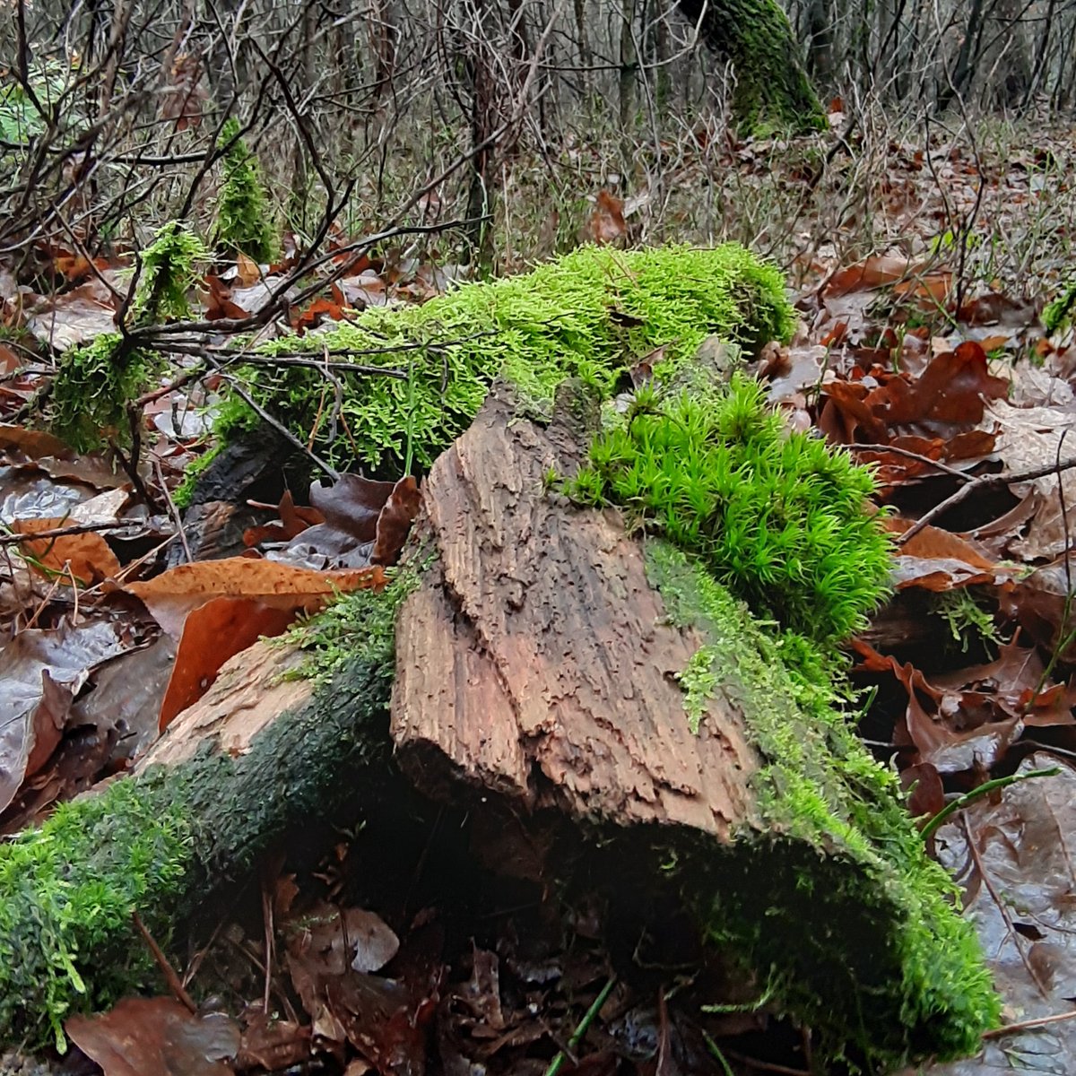 SingleMomShit's tweet image. #mijnnatuurblijft #eerbeek