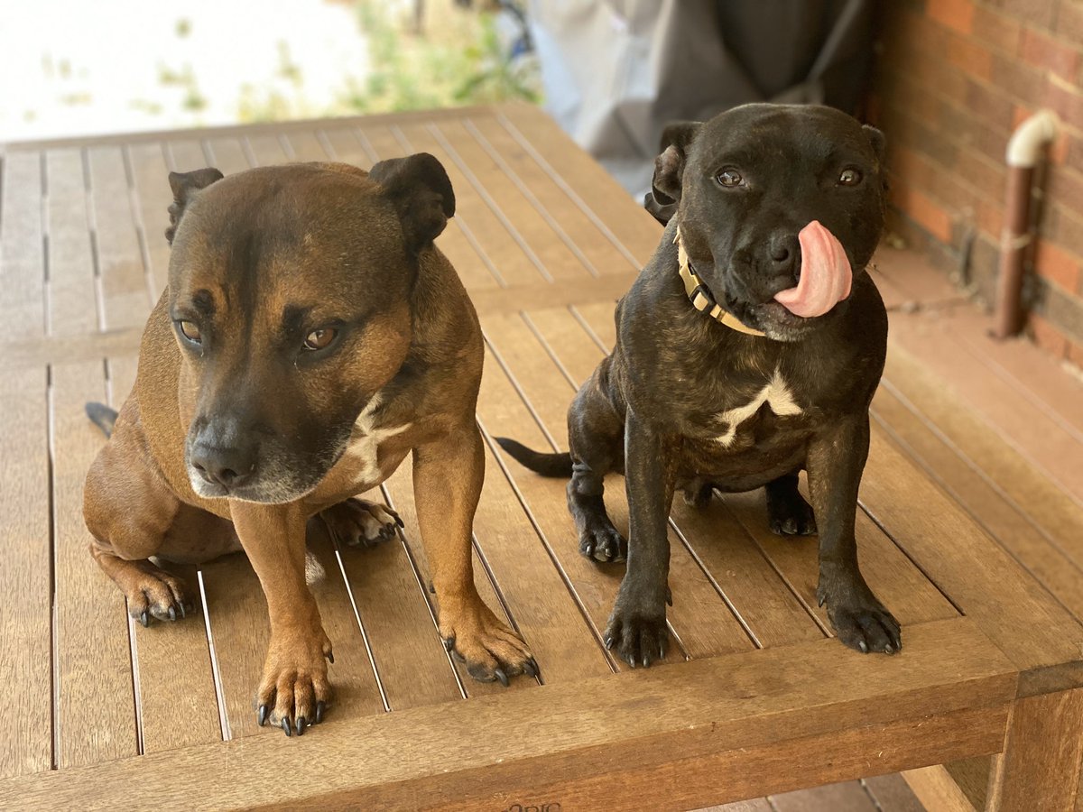 Gosh Ruby, keep that tongue of yours in your mouth for once 😂 #staffypatrol #jager #ruby #tongueouttuesday #tongueouteveryday #staffyslife #staffymoments #staffyclub #staffystyle #staffydog #dailystaffys #staffy #staffie #dogselfie #englishstaffys #englishstaffies