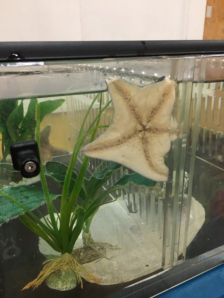 We were lucky to have the AquaVan visit <a href="/JamesArdielElem/">James Ardiel</a> today. Thank you to the <a href="/OceanWise/">Ocean Wise</a> program. Great learning opportunity for all. #supportoceanlearning #sd36learn