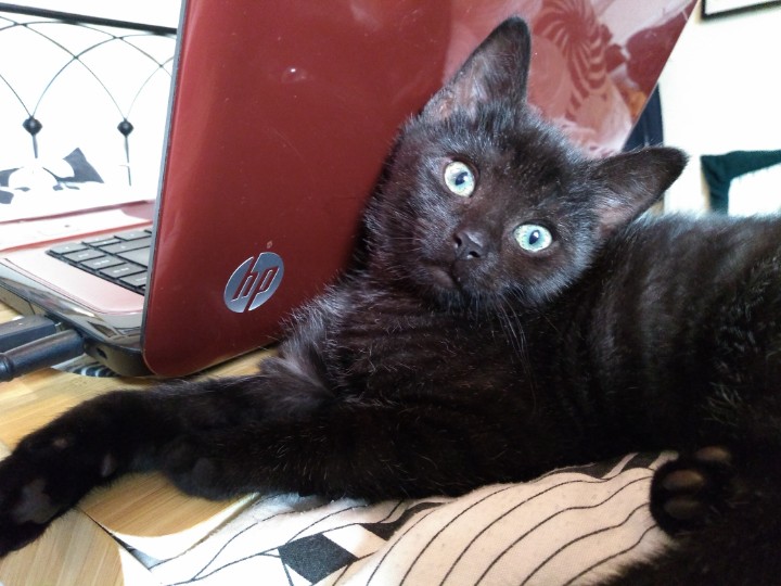 We will reveal some of our confirmed authors soon but in the meantime, here a picture of festival kitten Vesper "helping" with the emails #Cymera2020 #crowdfunder