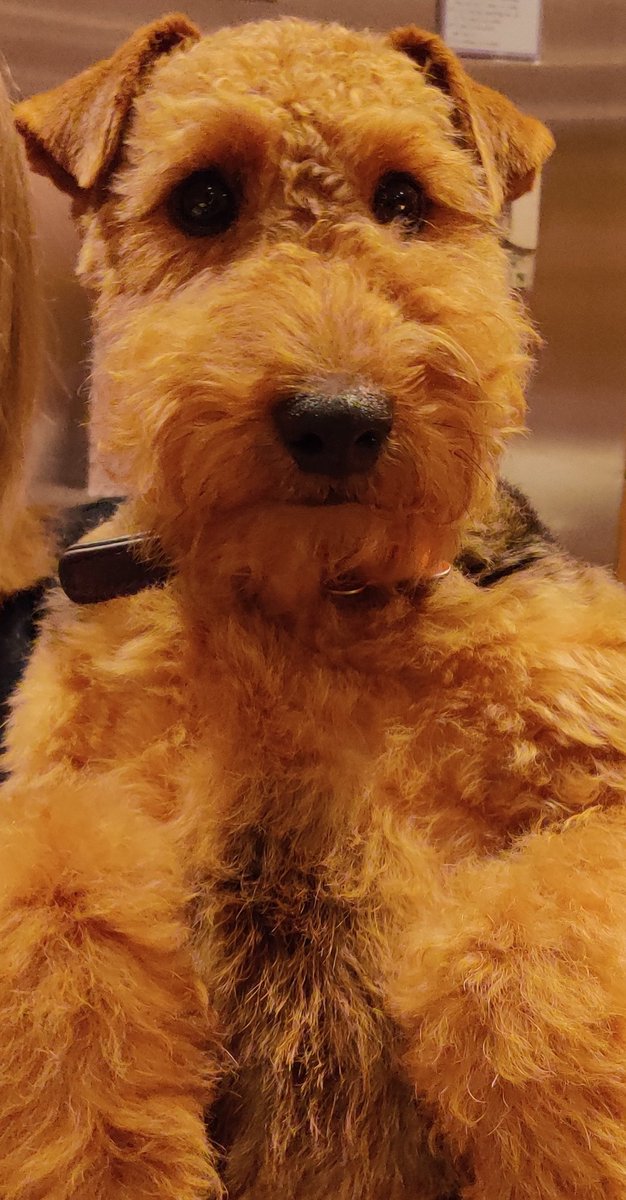 FaeFoggie's tweet photo. Canna beat seein ma pals wee doggie. Fit a cracker she is. I mean, check oot her een.

#doric #teuchter #welshie #welshterrier #weecracker #dog #doggie https://t.co/dBqkxIltug
